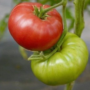 Дальневосточный томат: как не ошибиться с выбором для открытого грунта