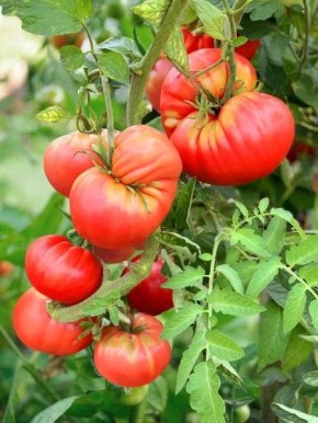 ����� ������� ���������: ������ ���� � �������� ������� ��� ��������� ������