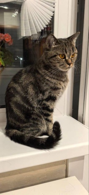 ������� ������ �� ��������