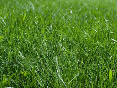 Робастный газон RHS для людей, пчёл и домашних животных