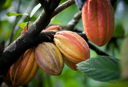 �����������: ������������ ����������� ���������� �������� ��������