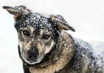 Самовыгул собаки привел к смерти и штрафу