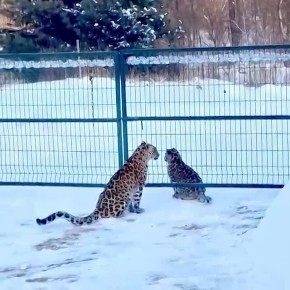 ����� ��������������� ��������� ����� � ���� ����� � ������������ ������ ������ ��������