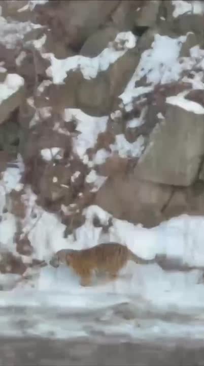 Амурские тигры окружили машину на трассе в Приморье