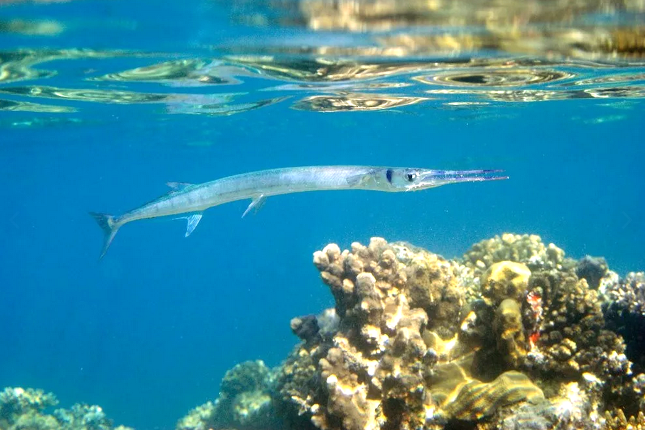 Сарган: морской стрелок с зелёными костями и деликатесным статусом