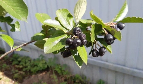 Как заготовить черноплодную рябину: удивительные рецепты на зиму