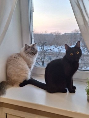 Сима и Марсик встречают рассвет