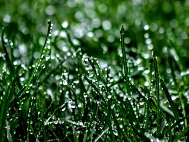 Почему стоит отказаться от покоса мокрой травы: важные советы