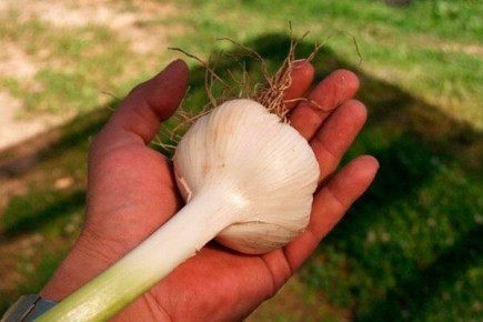 Успешное выращивание чеснока Григорий Комаров: секреты и рекомендации