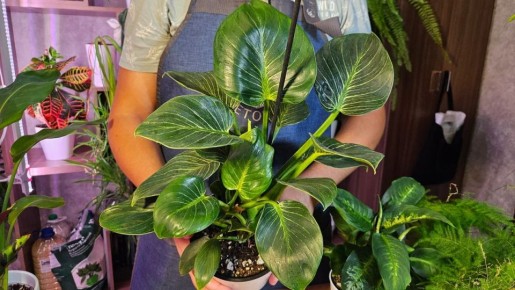 ������ ������: ��� ����������� ��������� �������� � �������