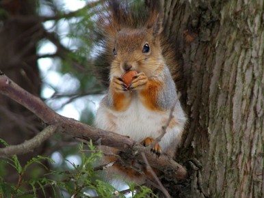 ����� � ���� �� �������� � ������� ������ ������: ������ ��� ���������