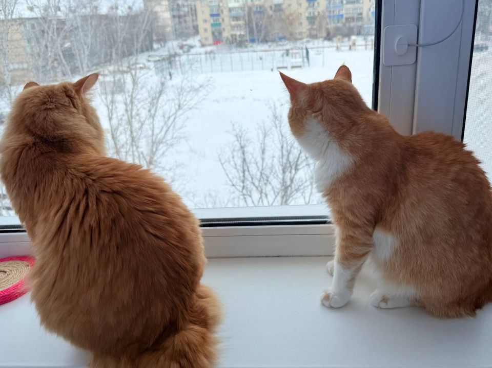 ����� ��� ��� �����?. �������� ���� �� ��������� @ampravda