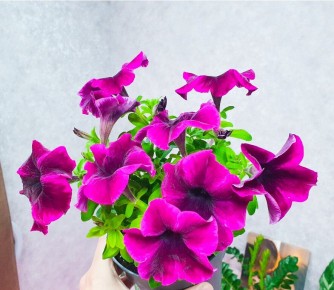 Секреты успешной рассады: как создать идеальные растения на рынке