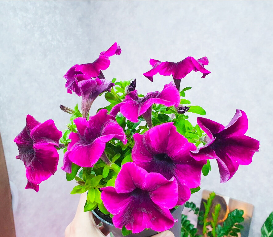 Секреты успешной рассады: как создать идеальные растения на рынке