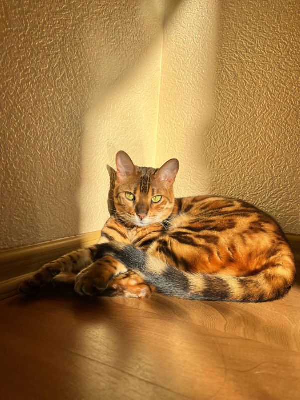 ��� ��������� ��������� �����