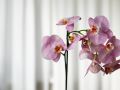 Как сохранить орхидеи здоровыми зимой: советы по уходу