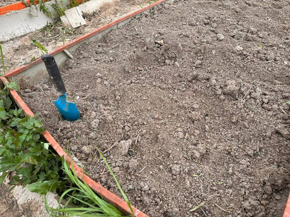 Не упустите шанс: 12 культур для посева в июне