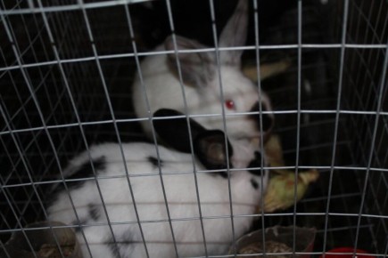 �������� ����������� ��������� ������ ��� ���������� ������