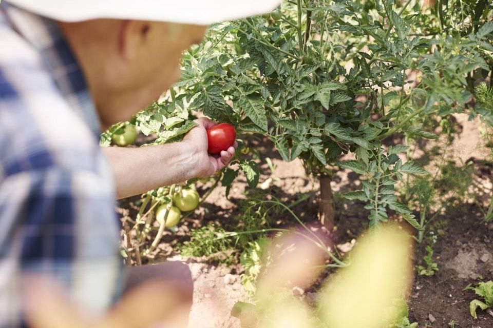 Трескающиеся помидоры: что стоит учесть дачникам