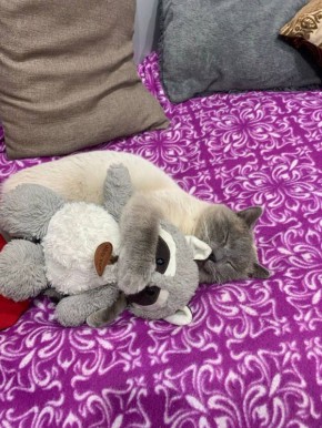 ������ ���� ����. ���� �� ��������� @ampravda