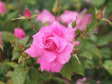 ����������� ������� ��� ���: ������ ��������� ����������� ��� �������� ����� ������