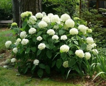 Когда обрезать гортензию: ключевые моменты для осенней обрезки