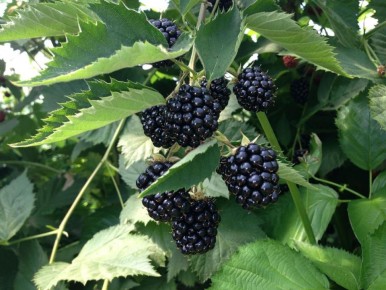 ��� �������� ������������ ������ ������� � ������ ���: ������� � ������������