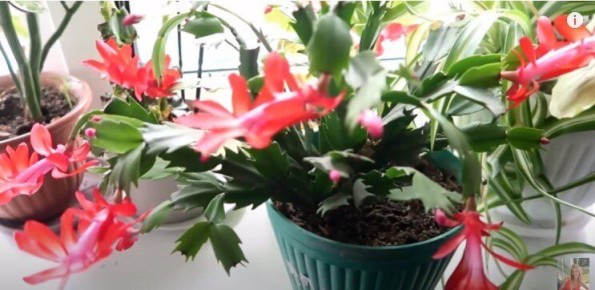 Как пробудить цветение декабриста: удивительный секрет от соседки