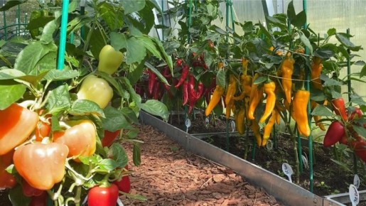 Как луковая шелуха помогает получить щедрый урожай