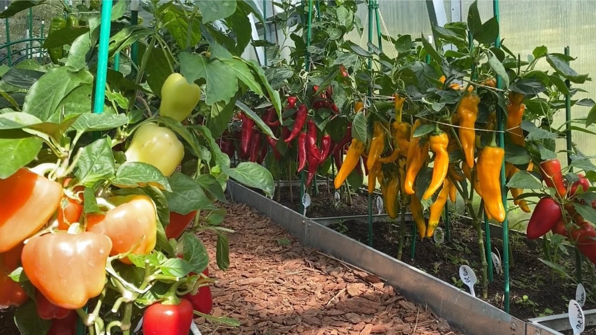 Как луковая шелуха помогает получить щедрый урожай