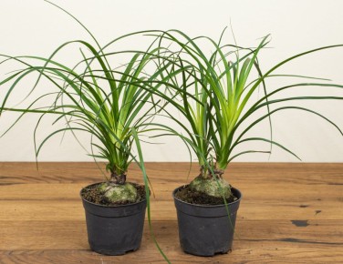 ������ � ��������: ��� �������� � ��������� �� ����� ����������