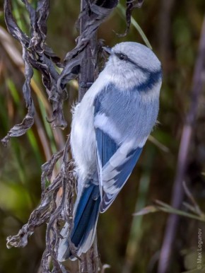 ����� ��������� (Cyanistes cyanus) ������������ ���������