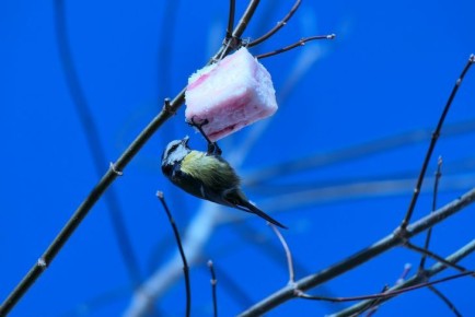 ��� �������� ����: ��������� ������� �������� �������