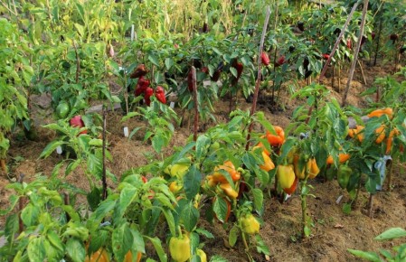 ��� ��������� �������� ������� ����� ��� ������� ������