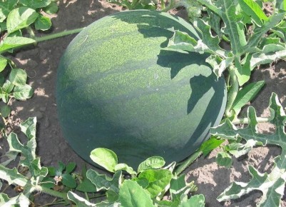 ������ ����� ��������� ������