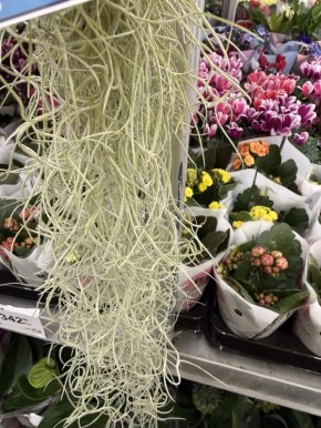 ��������� ������� ��� ������ ����: ��� � ����������