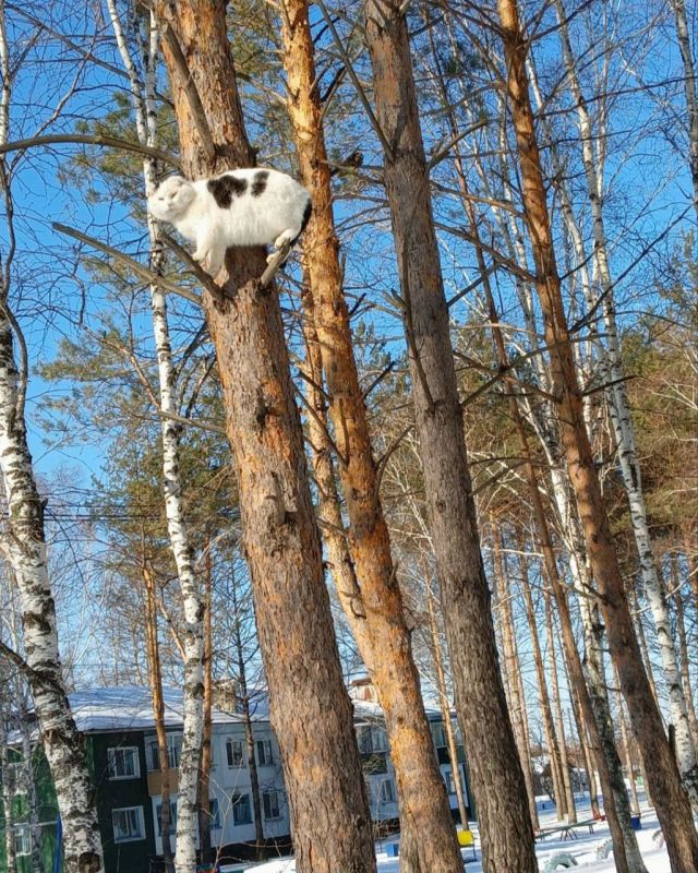 ��� �� ������ �����?. ���� �� ��������� @ampravda