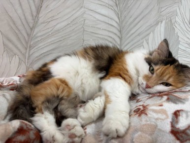 ��� ���� �������. ���� �� ��������� @ampravda