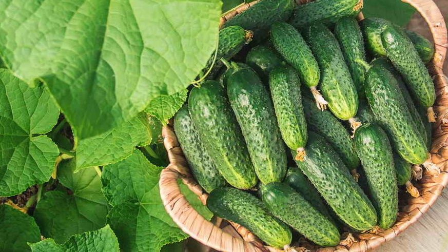 ��� ��������� ������� ������ �������: ���� � ������ ��������