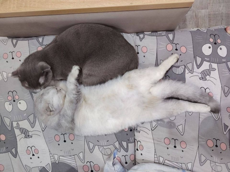 ��������� ���� ������� ���������?