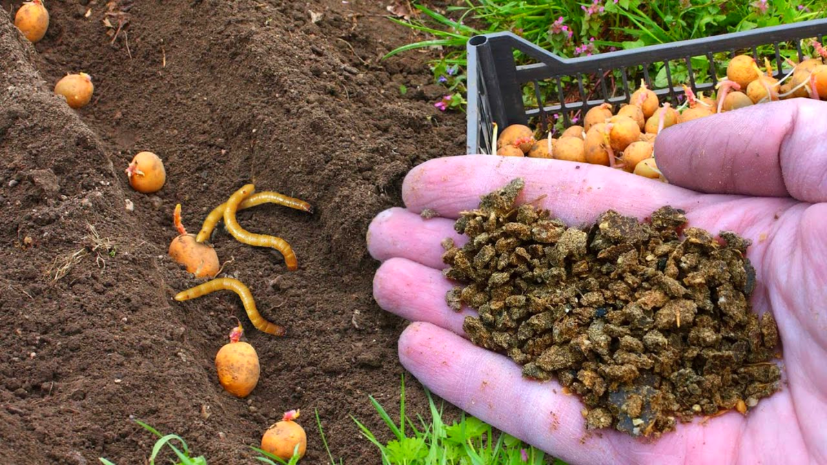 Непредсказуемые ошибки при посадке картофеля: как их избежать