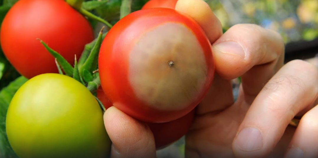 Как защитить помидоры от вершинной гнили: главные советы агрономов