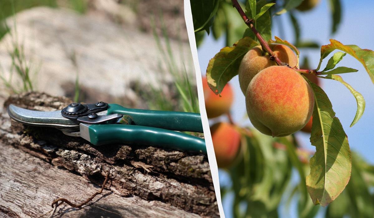 Когда обрезать деревья: советы экспертов по уходу за фруктовыми растениями