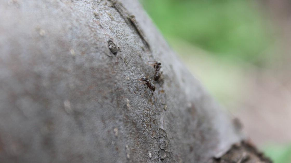 Эффективная борьба с муравьями: натуральные решения для вашего сада