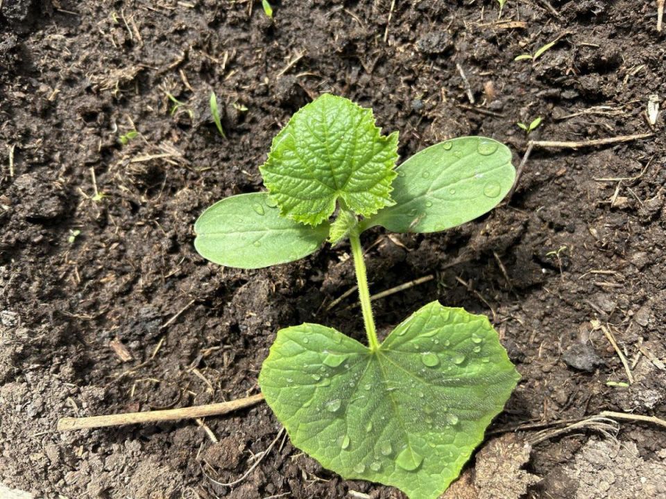 ��� �������� ��� ������� �������� ����� ��������