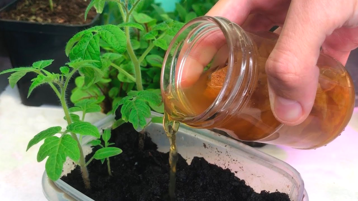 Как превратить слабую рассаду в сильную с помощью простых натуральных веществ