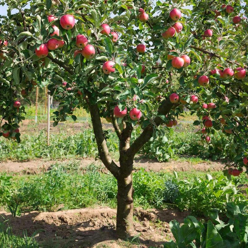 ������ ���������� ������ ����� �������� ��� ���: ��������� ���������������� ������