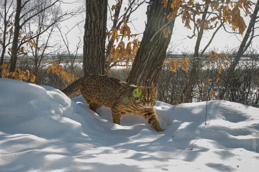 Весна уже совсем рядом и Амурские лесные коты начали активизироваться!