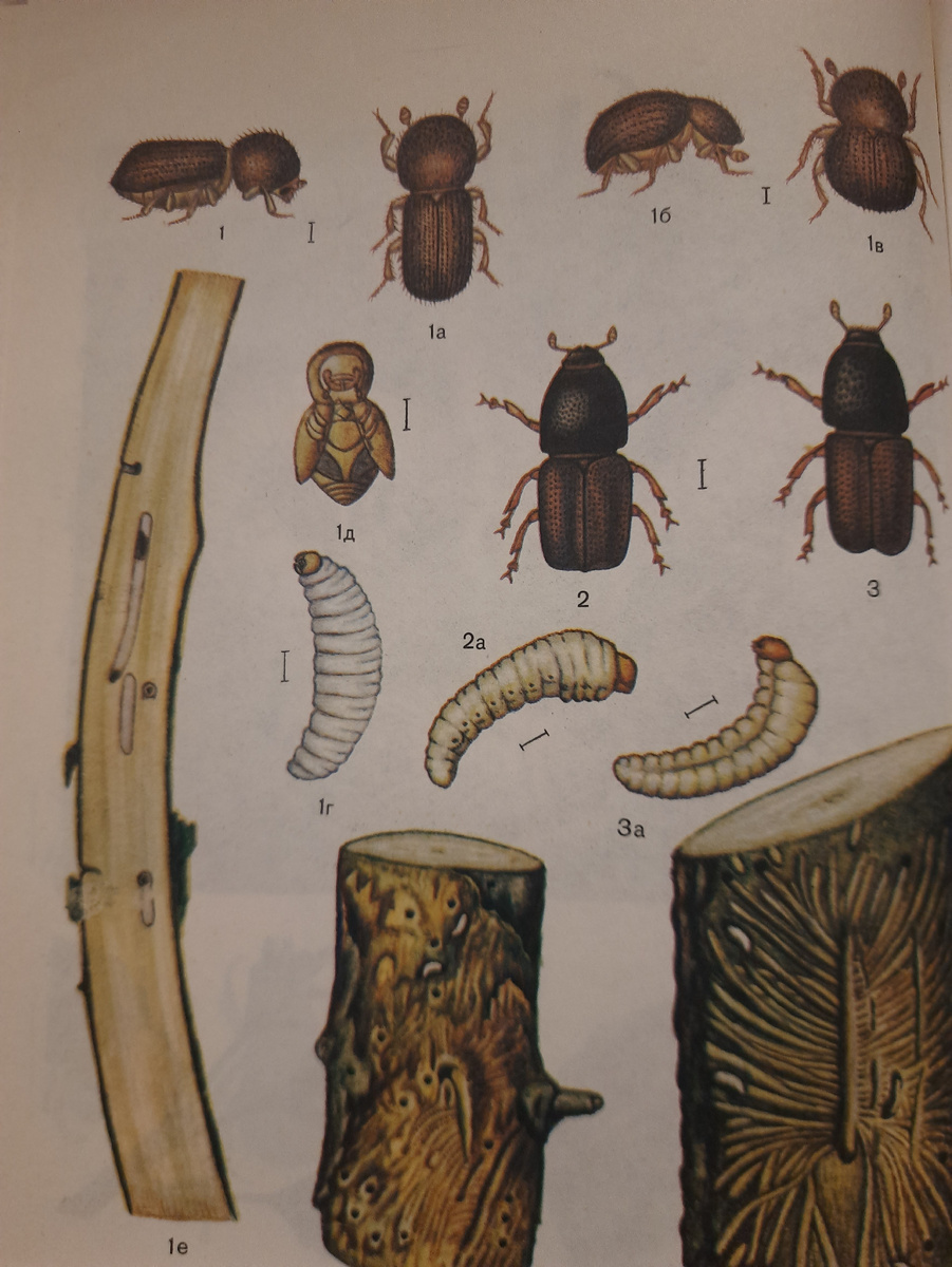 Как бороться с короедами в мульче: простые и эффективные решения