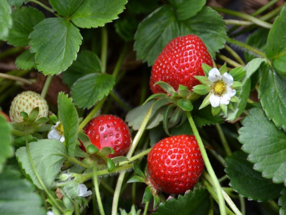 ��� ��������� ��������: ������� ������� ������ ����� �����